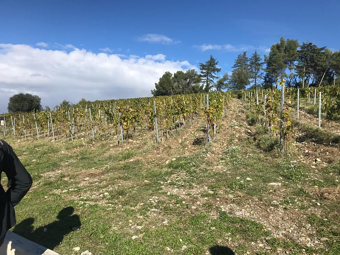 Provence WhatsApp Image 2019 05 31 at 07.59.40 Bellet Bağları