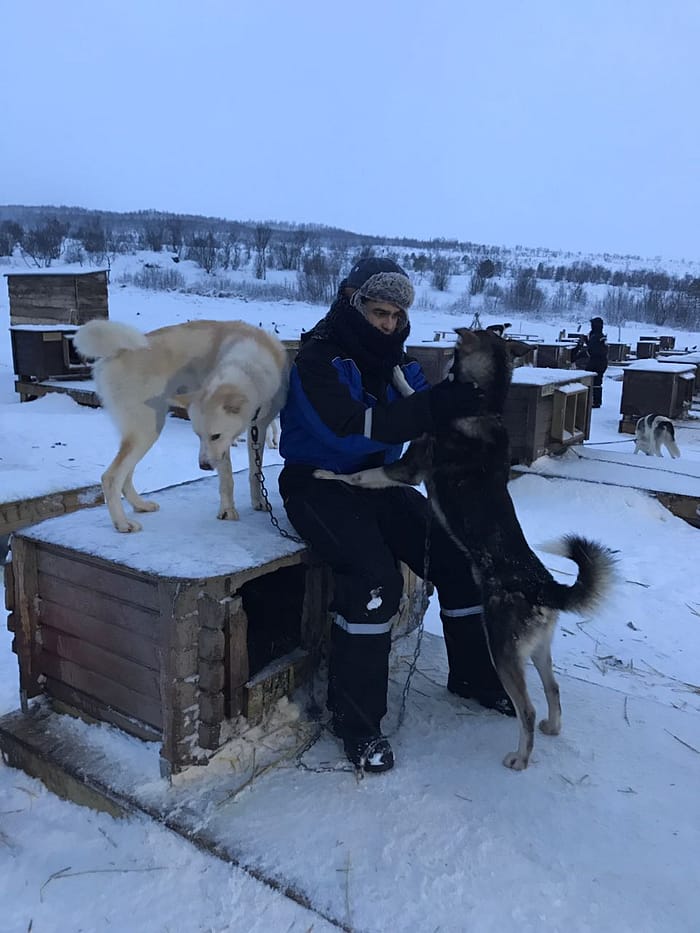 Norveç: Kuzey Işıkları kızak köpekleri Norveç: Kuzey Işıkları kızak köpekleri
