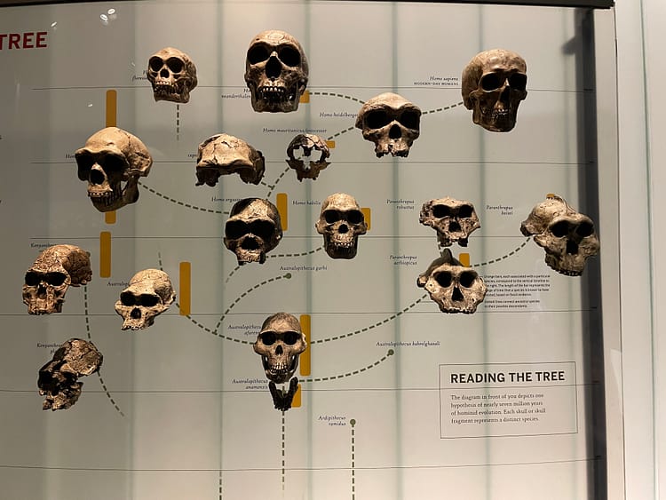 New York'ta Noel IMG 9470 Insanin Atalari